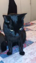 Chico GRATIFICA