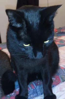 Gato ra a vira lata idade 3 anos nome Chico GRATIFICA