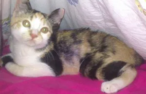 Gato raça SRD idade 2 a 6 meses nome Mel