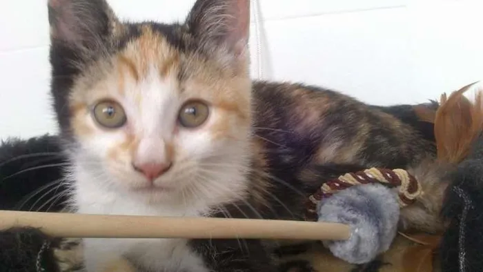 Gato ra a SRD idade 2 a 6 meses nome Mel