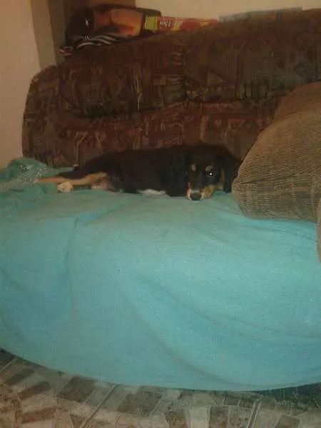 Cachorro ra a Mestiça idade 2 a 6 meses nome Dondoca