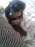 Dondoca