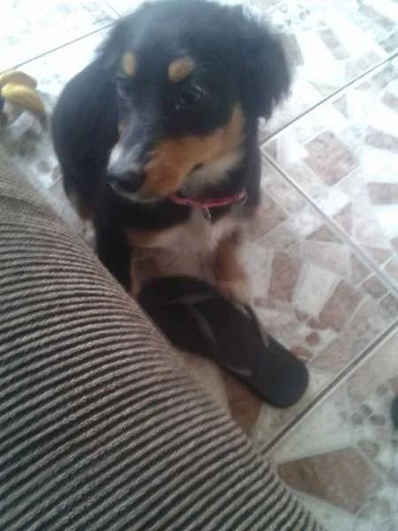 Cachorro ra a Mestiça idade 2 a 6 meses nome Dondoca