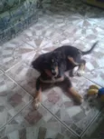 Dondoca