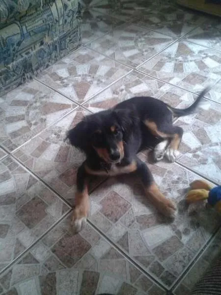 Cachorro ra a Mestiça idade 2 a 6 meses nome Dondoca