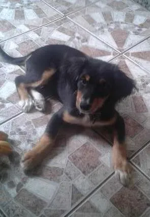 Cachorro ra a Mestiça idade 2 a 6 meses nome Dondoca
