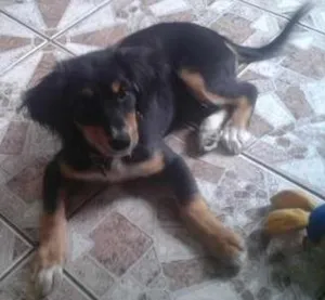 Cachorro raça Mestiça idade 2 a 6 meses nome Dondoca