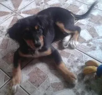 Cachorro ra a Mestiça idade 2 a 6 meses nome Dondoca