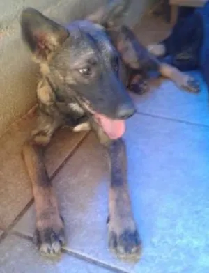 Cachorro raça SRD idade 7 a 11 meses nome Fox