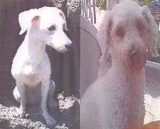 Cachorro ra a poodle idade 6 ou mais anos nome Isabela GRATIFICA