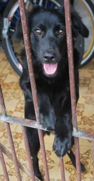 Cachorro raça SRD idade 7 a 11 meses nome Pelé