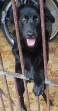 Pelé