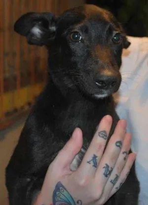 Cachorro raça SRD idade 2 a 6 meses nome Meia noite