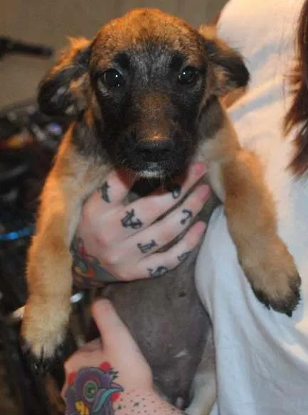 Cachorro ra a SRD idade 2 a 6 meses nome Magda