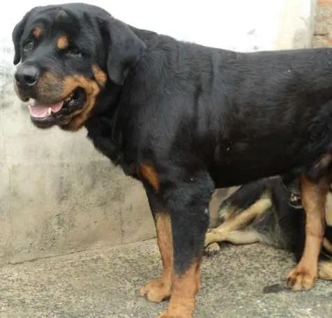 Cachorro ra a Rottweiler idade 6 ou mais anos nome Zandor