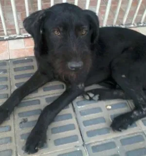 Cachorro raça SRD idade 2 a 6 meses nome Guri