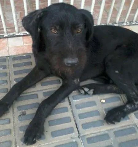 Cachorro ra a SRD idade 2 a 6 meses nome Guri
