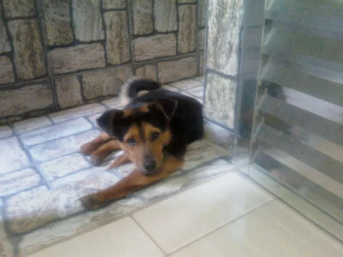 Cachorro raça mistura capa preta idade 2 anos nome Marley