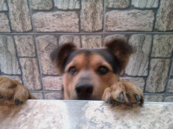 Cachorro raça mistura capa preta idade 2 anos nome Marley