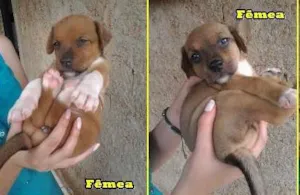 Cachorro raça Vira Lata idade Abaixo de 2 meses nome Lindinha e Docinho