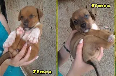 Cachorro ra a Vira Lata idade Abaixo de 2 meses nome Lindinha e Docinho