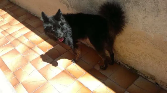 Cachorro ra a SRD idade 2 anos nome Lobo