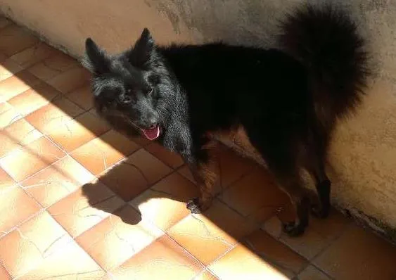 Cachorro ra a SRD idade 2 anos nome Lobo