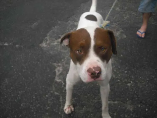 Cachorro raça Pit-Bull idade 1 ano nome BEBEZÃO