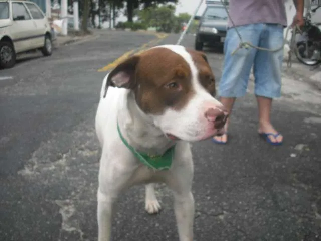 Cachorro raça Pit-Bull idade 1 ano nome BEBEZÃO