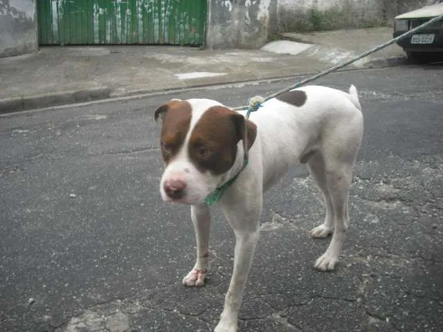 Cachorro raça Pit-Bull idade 1 ano nome BEBEZÃO