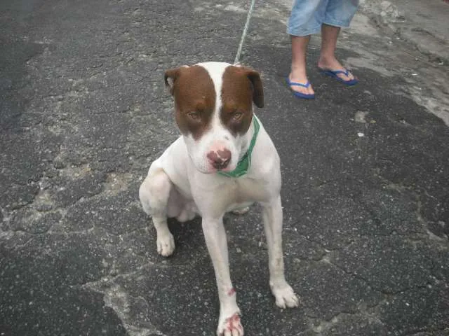 Cachorro raça Pit-Bull idade 1 ano nome BEBEZÃO