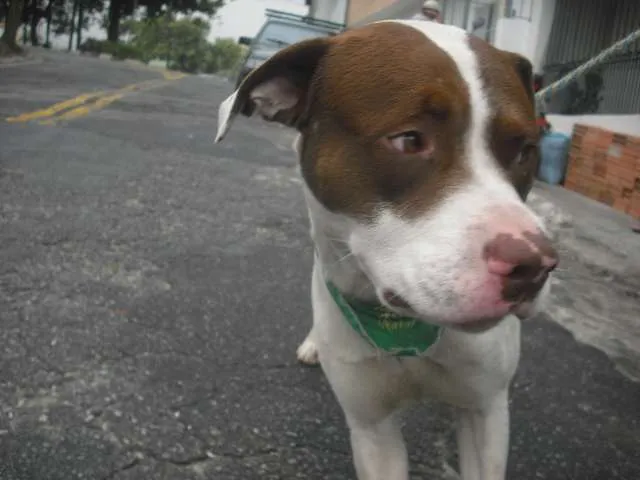 Cachorro raça Pit-Bull idade 1 ano nome BEBEZÃO