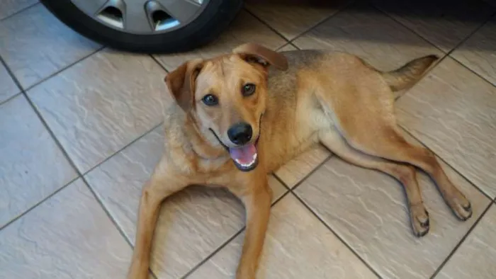 Cachorro ra a SRD idade 2 anos nome LILICA