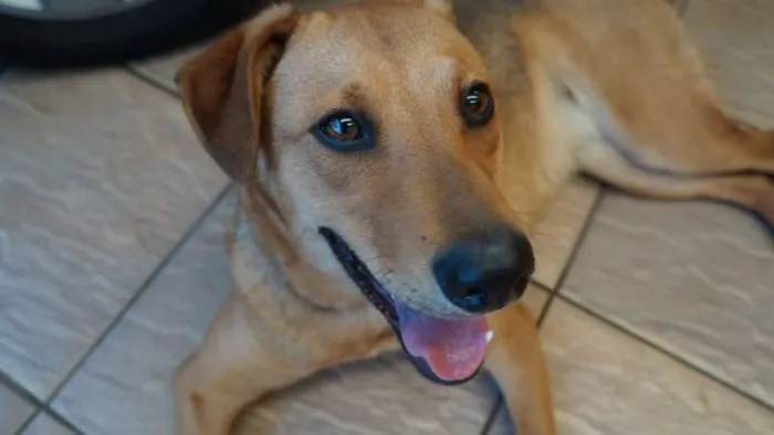 Cachorro ra a SRD idade 2 anos nome LILICA