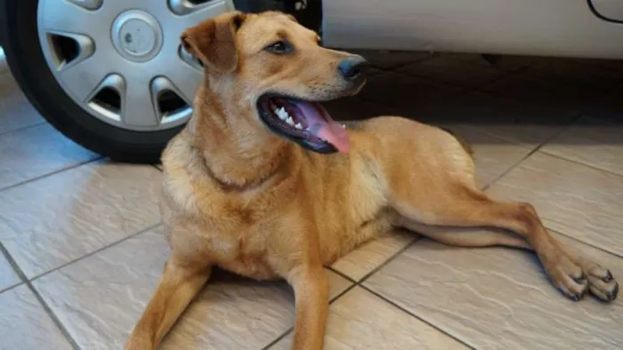 Cachorro ra a SRD idade 2 anos nome LILICA