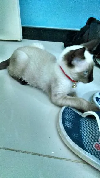 Gato raça Siamês idade 2 a 6 meses nome Mu