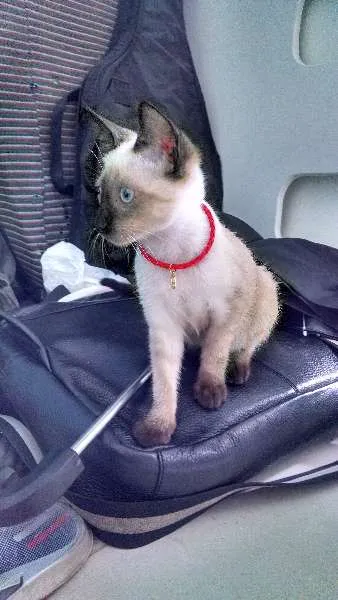 Gato raça Siamês idade 2 a 6 meses nome Mu