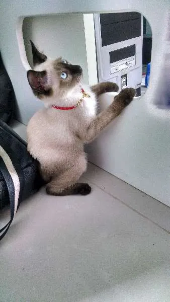 Gato raça Siamês idade 2 a 6 meses nome Mu