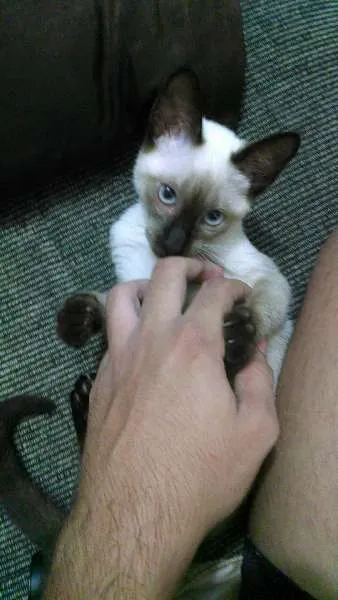 Gato raça Siamês idade 2 a 6 meses nome Mu