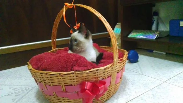 Gato raça Siamês idade 2 a 6 meses nome Mu