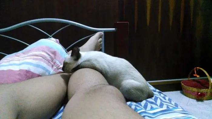 Gato raça Siamês idade 2 a 6 meses nome Mu