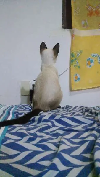 Gato raça Siamês idade 2 a 6 meses nome Mu