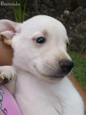 Cachorro raça SRD idade 2 a 6 meses nome Bernardo