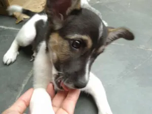 Cachorro raça SRD idade 2 a 6 meses nome Neguinha