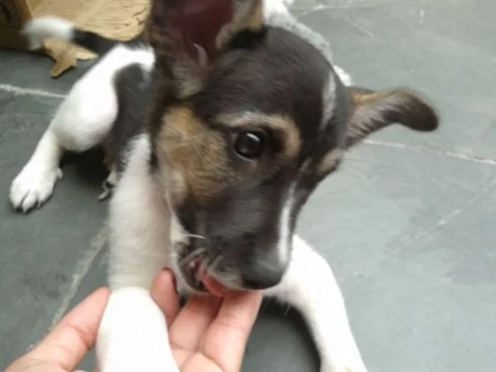 Cachorro ra a SRD idade 2 a 6 meses nome Neguinha
