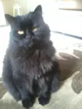 Raj