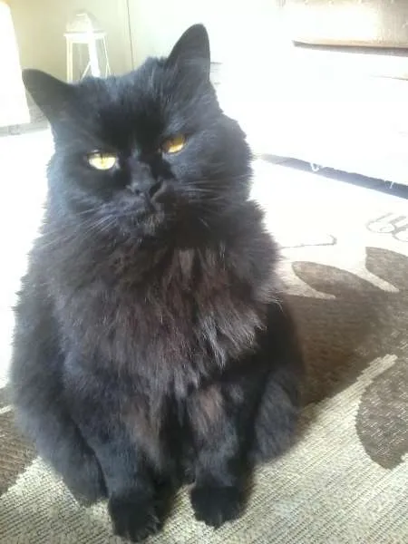 Gato ra a mestiço persa idade 3 anos nome Raj