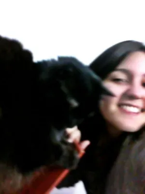 Gato raça mestiço persa idade 3 anos nome Raj