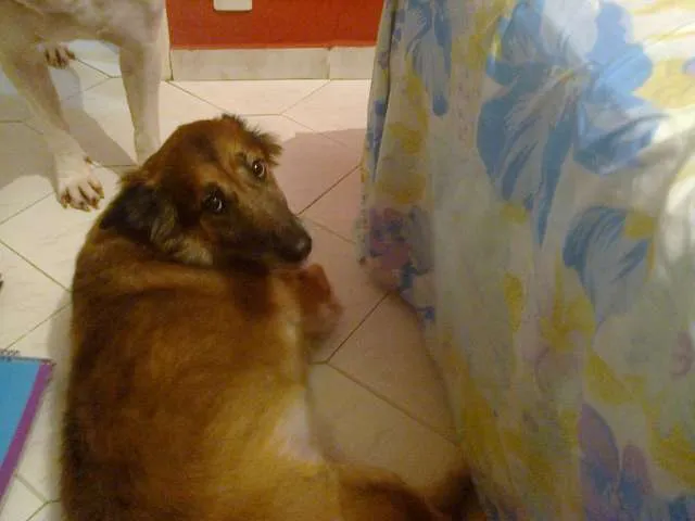 Cachorro ra a indefinida idade 4 anos nome Nina
