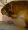 Nina